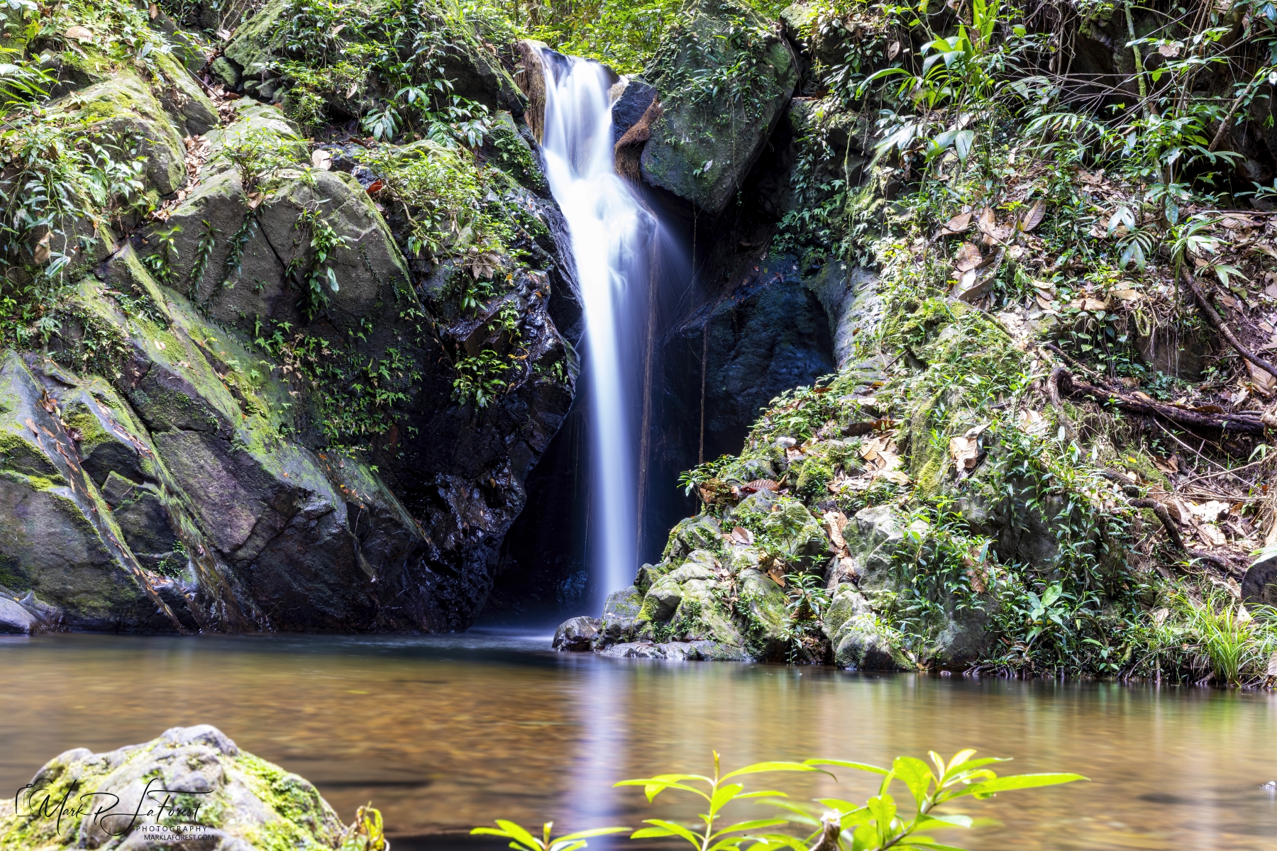 Cockscomb Basin Forest Reserve, Belize